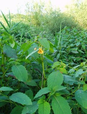Orange Balsam