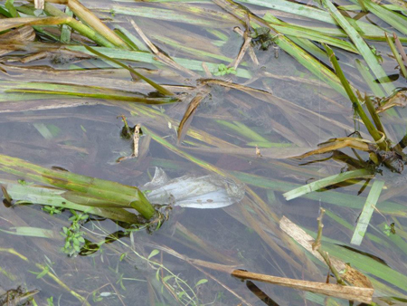 A sanitary towel found in the River Chess