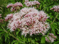 Hemp agrimony - copyright Allen Beechey