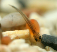 Trout alevin - copyright Allen Beechey