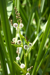 Unbranched bur-reed - copyright Allen Beechey