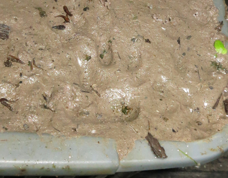 Mink footprint