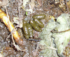 Water vole droppings
