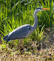 Grey Heron - Copyright Allen Beechey