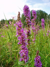 Purple loosestrife - copyright Allen Beechey