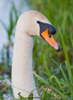 Mute Swan - Copyright Allen Beechey